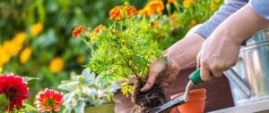 May Home and Garden