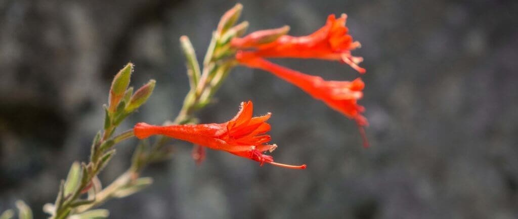 southern oregon plants that can handle the heat - california fushia