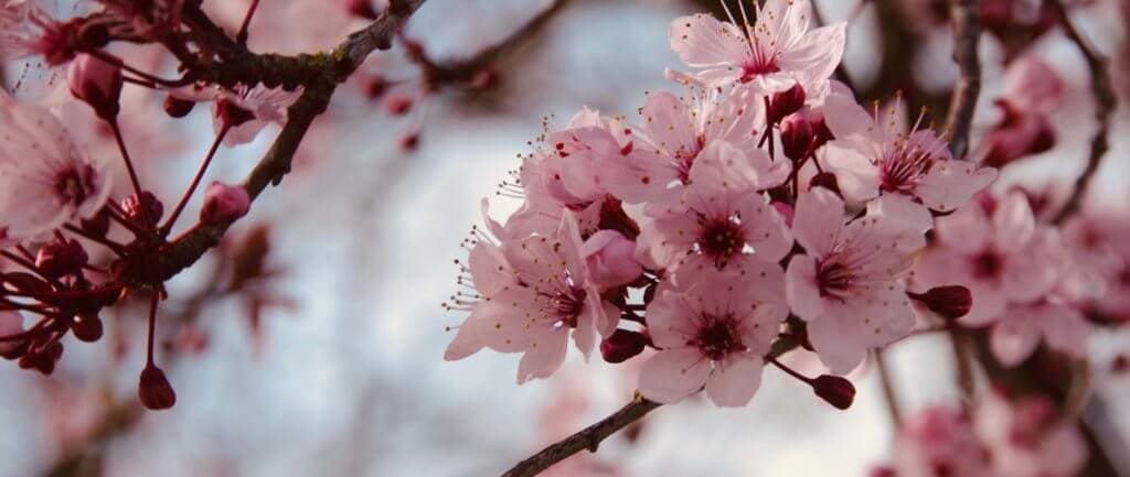 spring maintenance tips