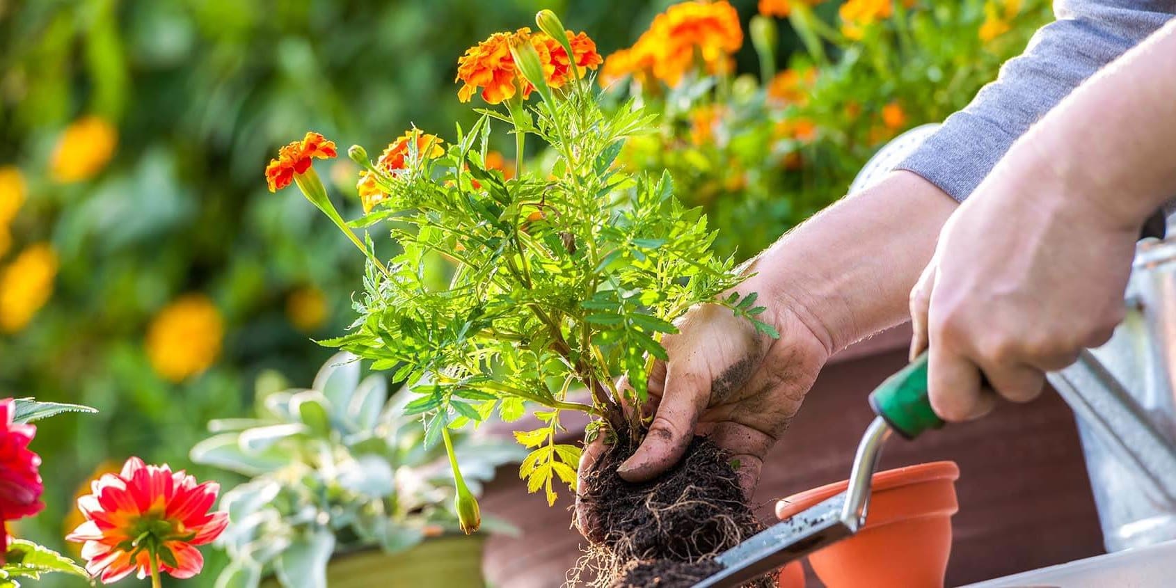May Home and Garden