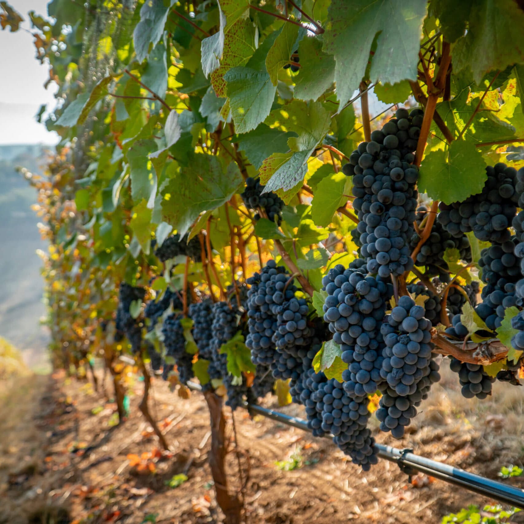 A perfect climate, ideal soil conditions, and sustainability initiatives helps local vineyards thrive.