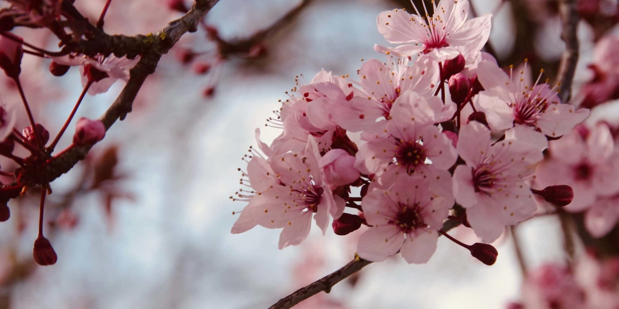 spring maintenance tips